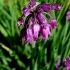 Allium cyathophorum farreri -- Zierlauch